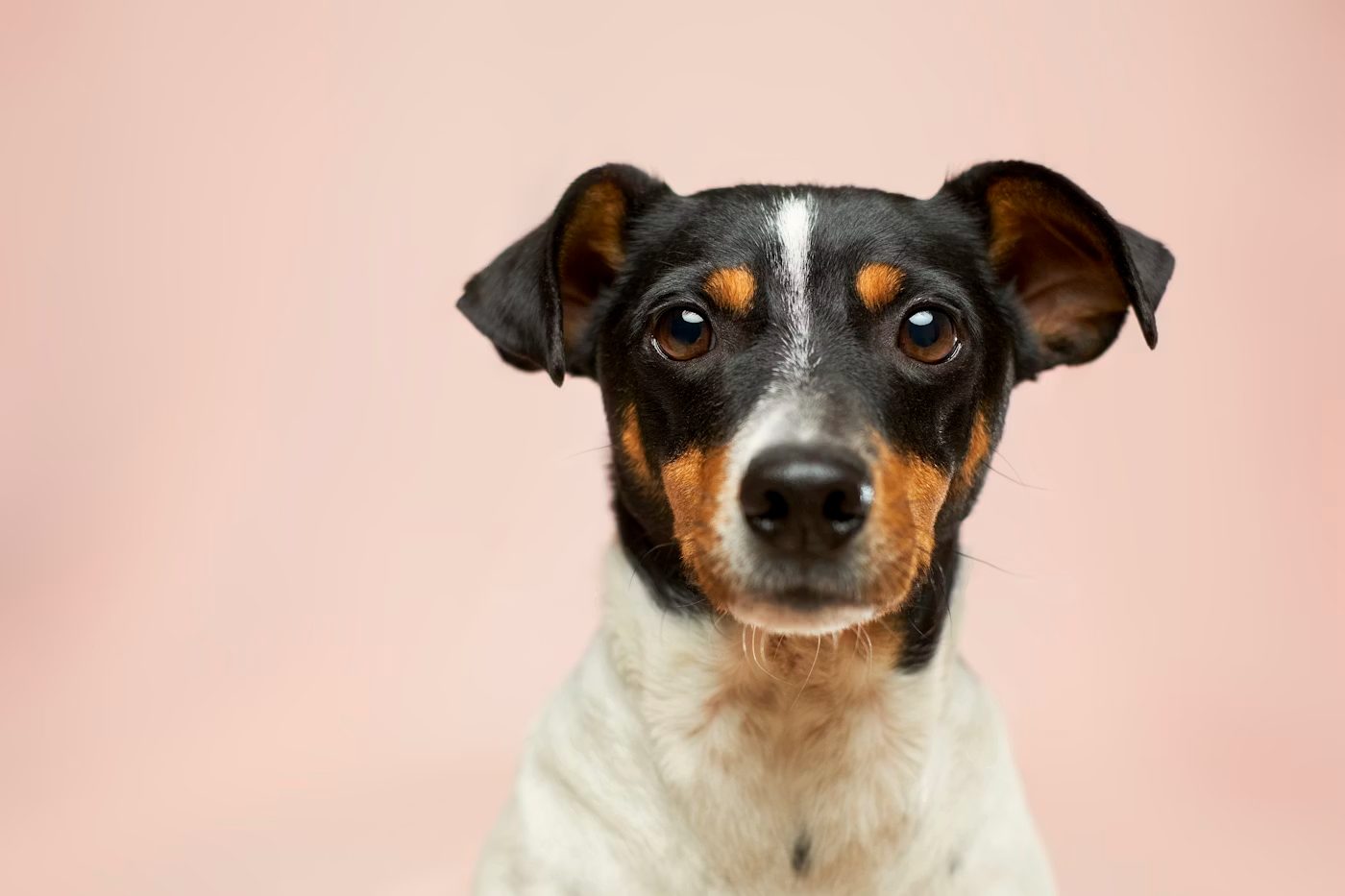 Hund in Dobrota